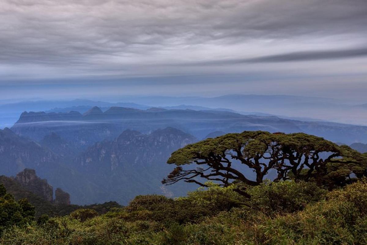 a tree on top of a hill with mountains in the background