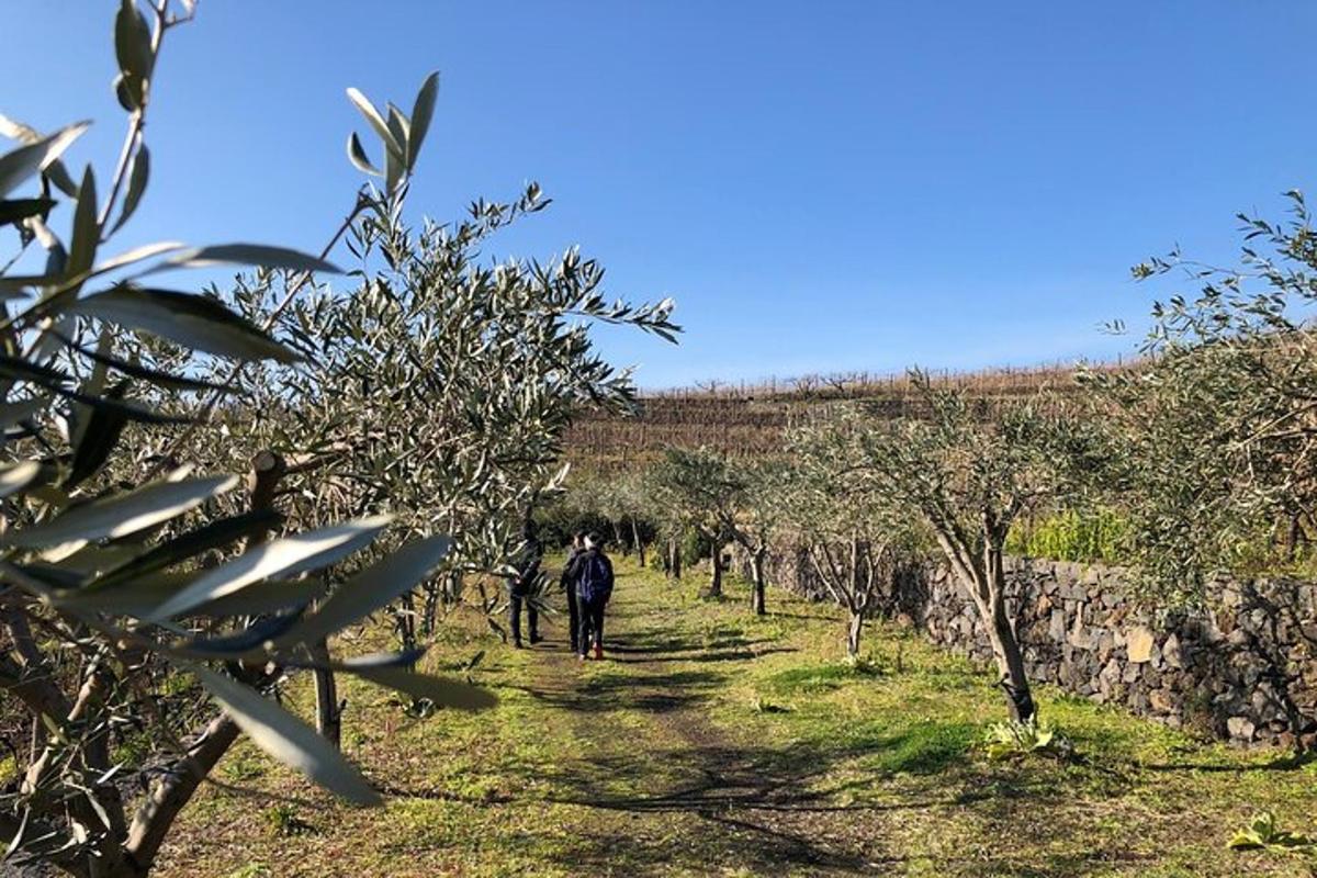 a man walking down a path through an apple orchard