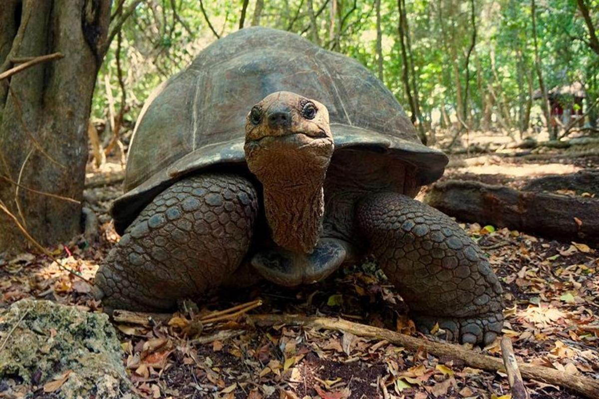 una tartaruga seduta a terra nel bosco