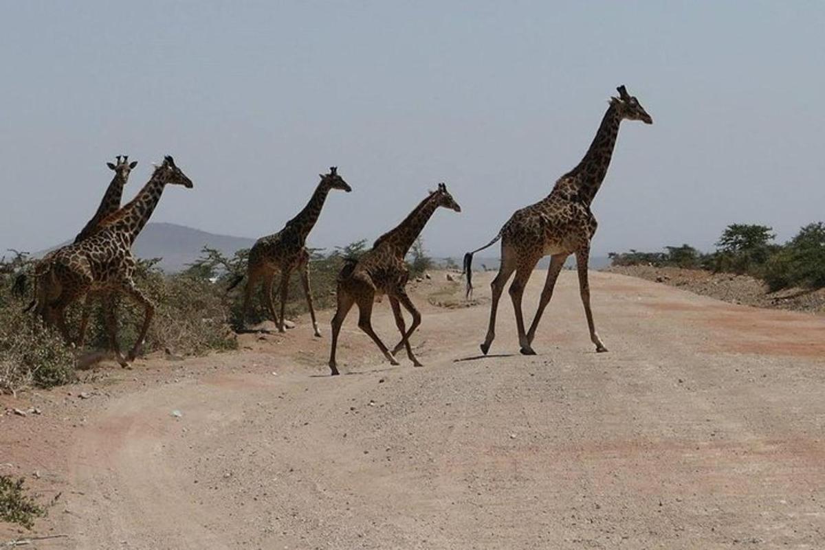 isang grupo ng mga giraffe na tumatawid sa maruming kalsada