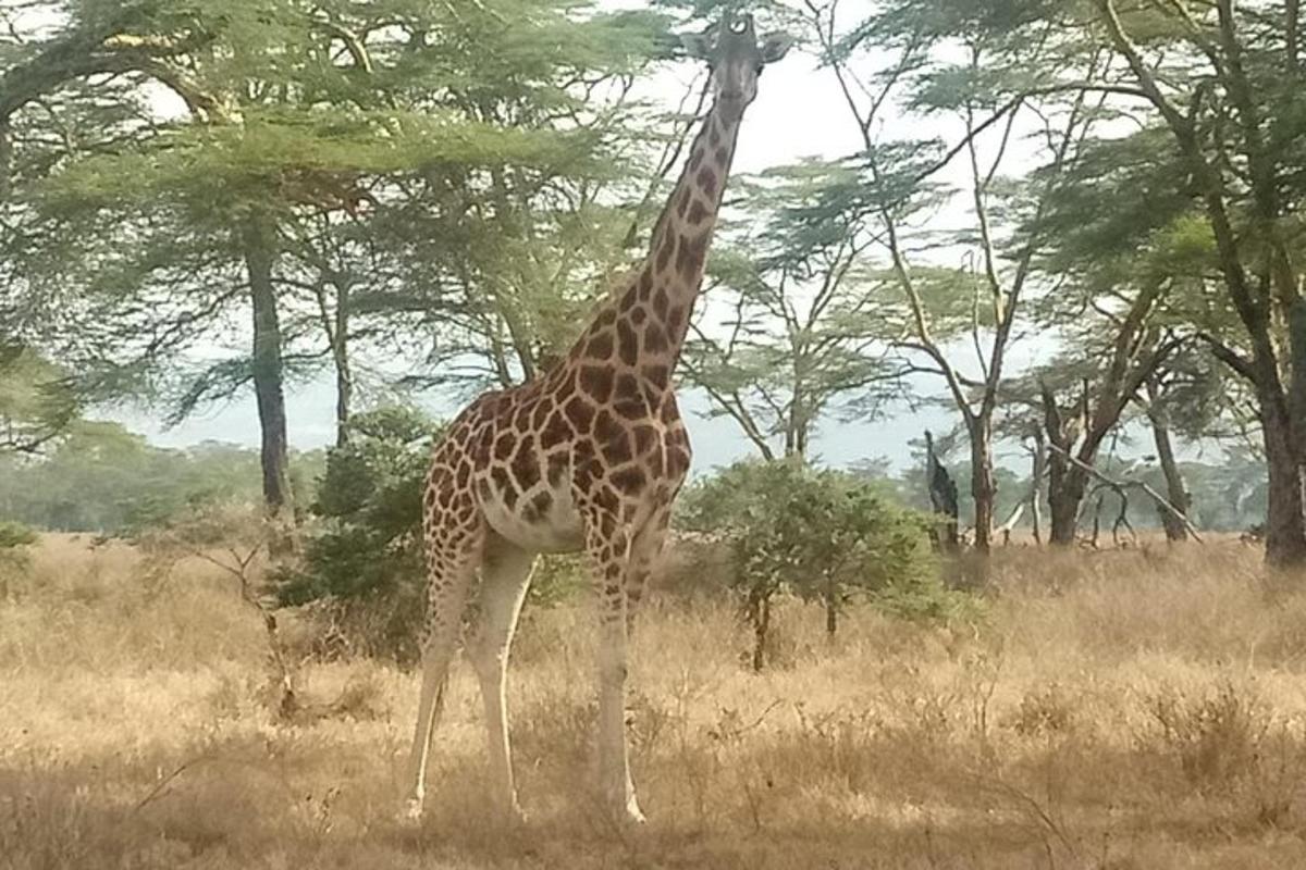 isang giraffe na nakatayo sa isang parang malapit sa ilang mga puno