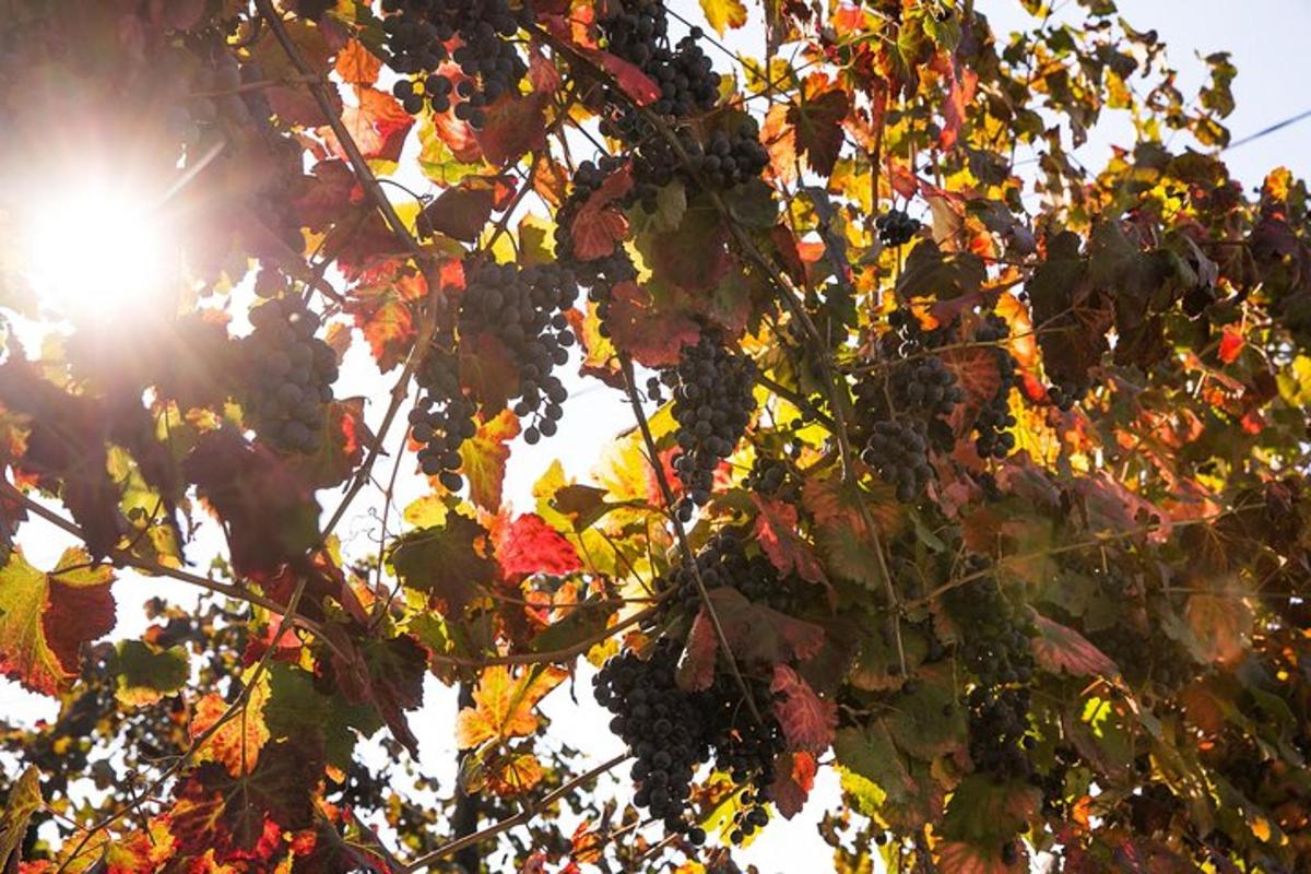 un raïm de raïm negre penjat d'un arbre