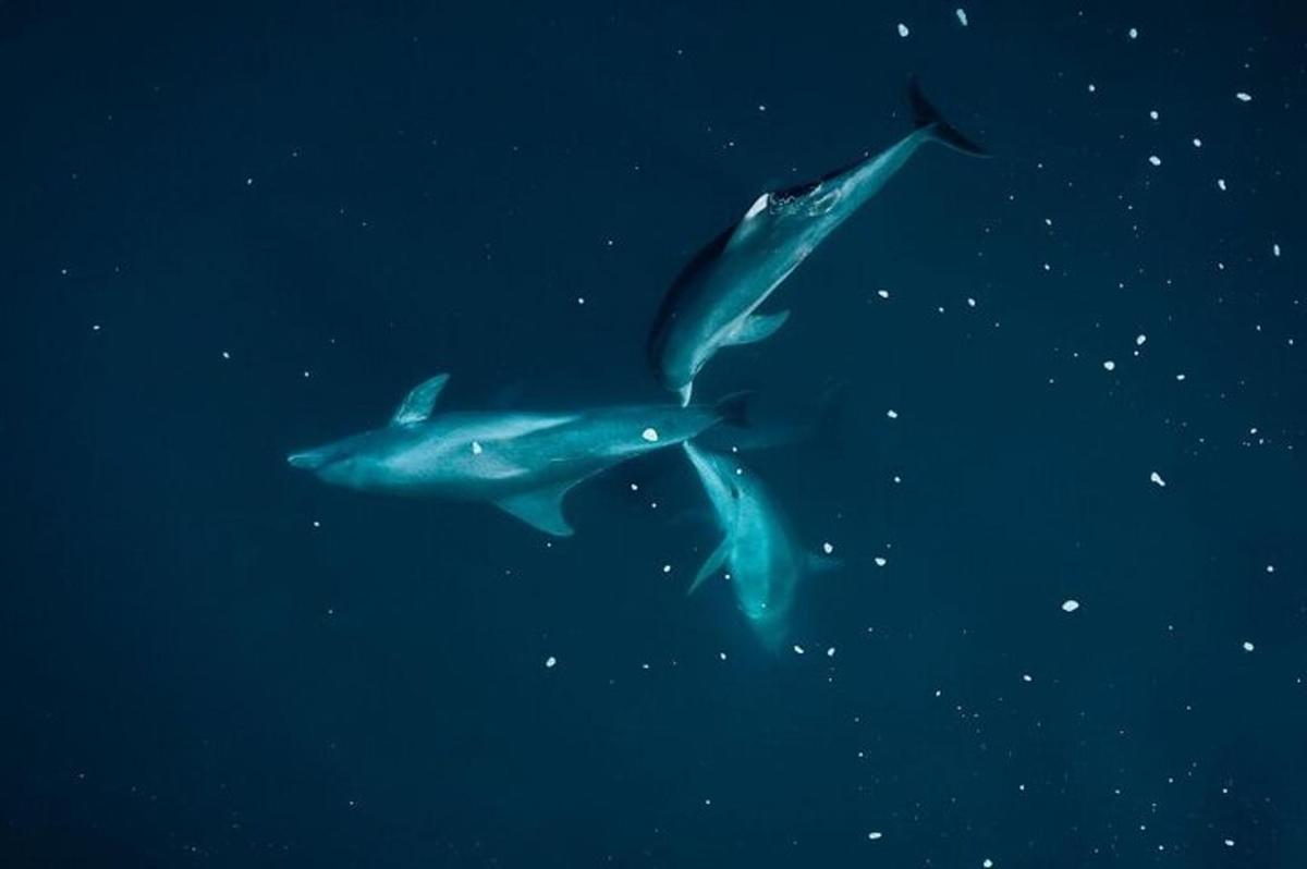 un gruppo di squali che nuotano nell'acqua