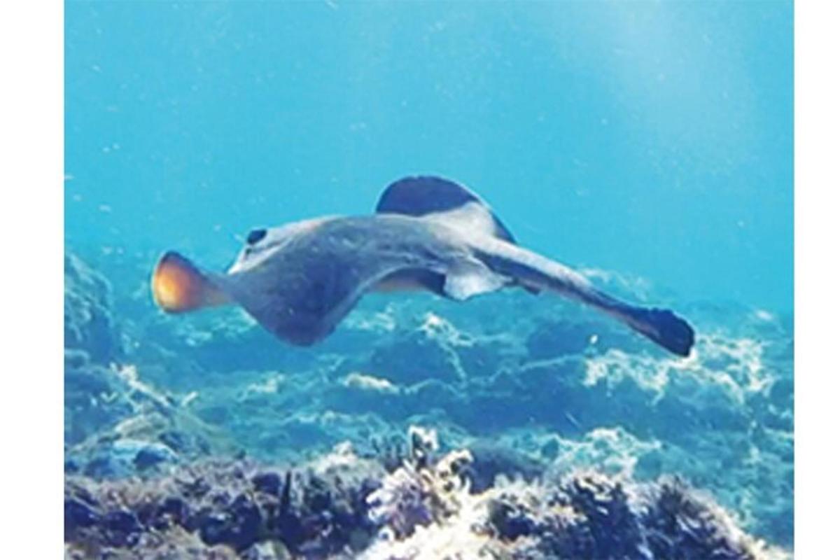 un delfin înotând în apa de lângă recif