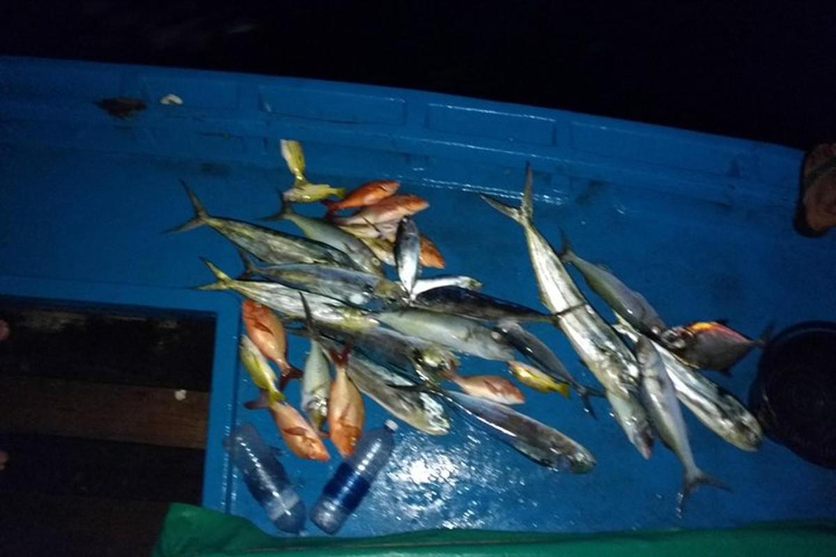 a bunch of fish in a blue tank