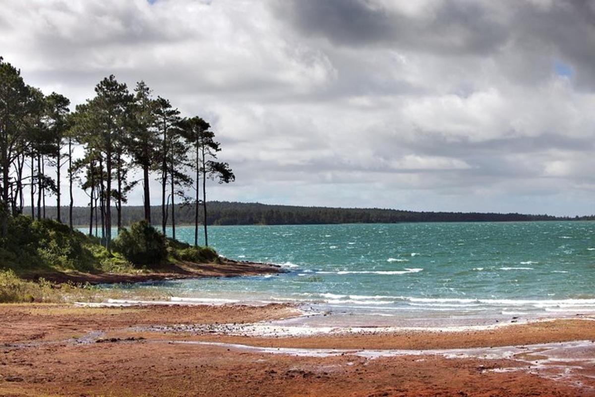 Pláž se stromy a oceánem za zamračeného dne