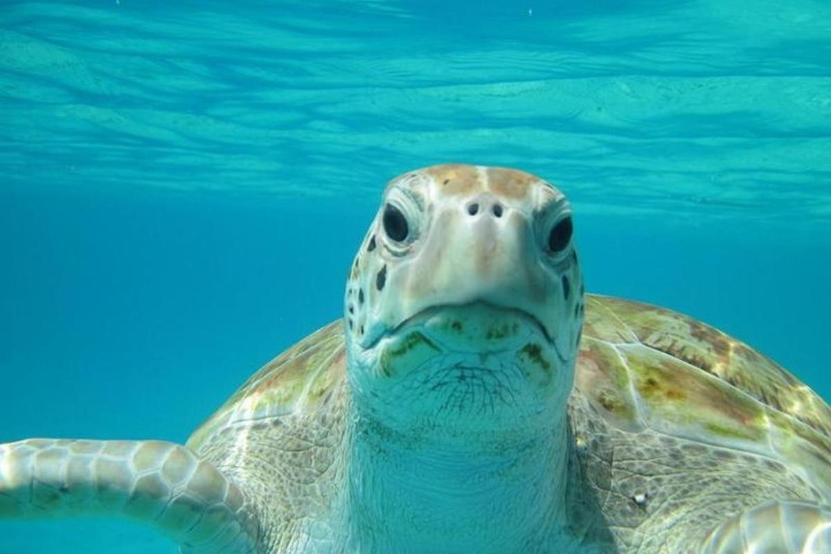 a green sea turtle swimming in the water