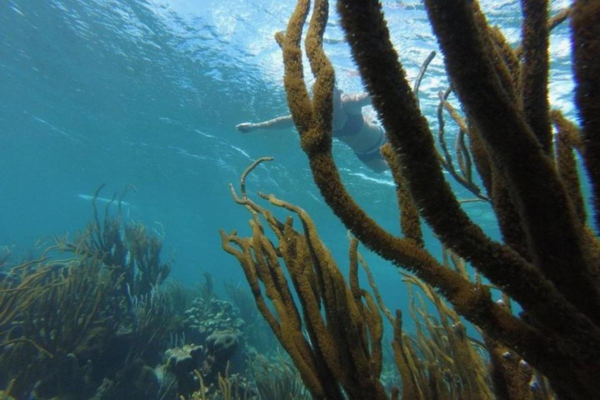 a person swimming in the water near a coral reef