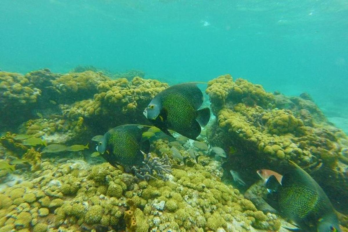 a group of fish on a coral reef