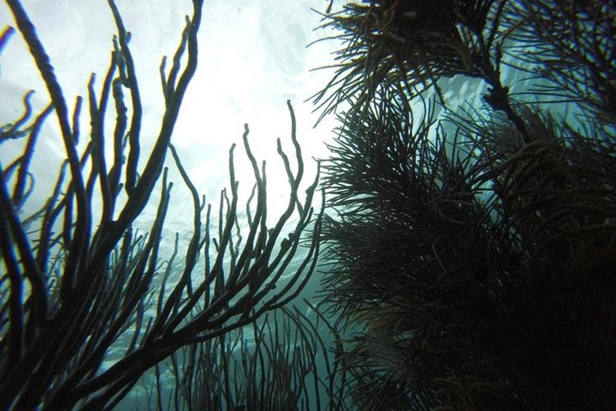 a view of the water with seaweeds in it