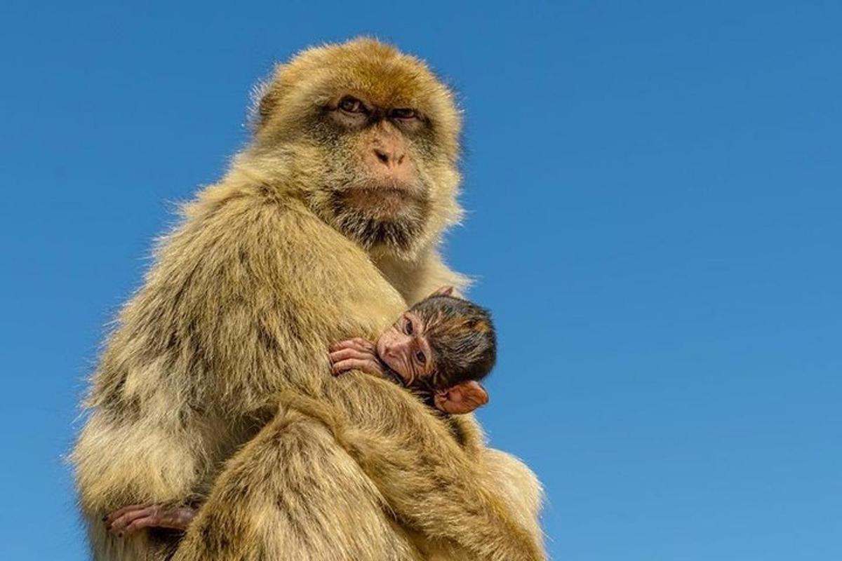 a monkey sitting on top of a baby monkey