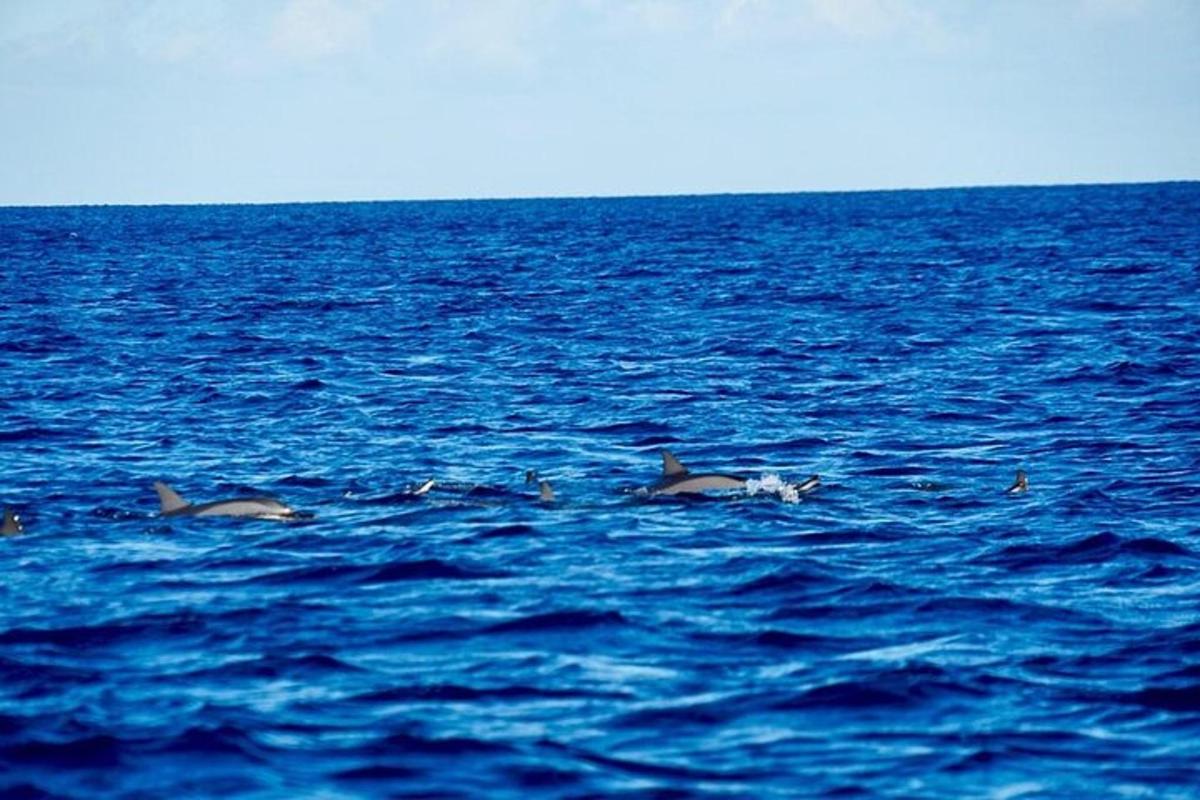 Skupina tří delfínů plave v oceánu