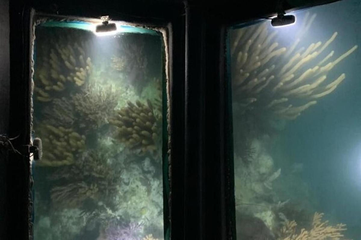 ein Glasfenster mit Blick auf ein Aquarium