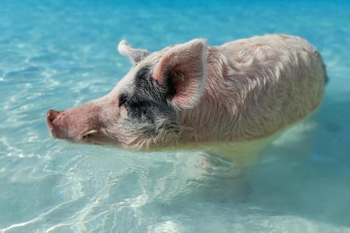 a pig is swimming in the water