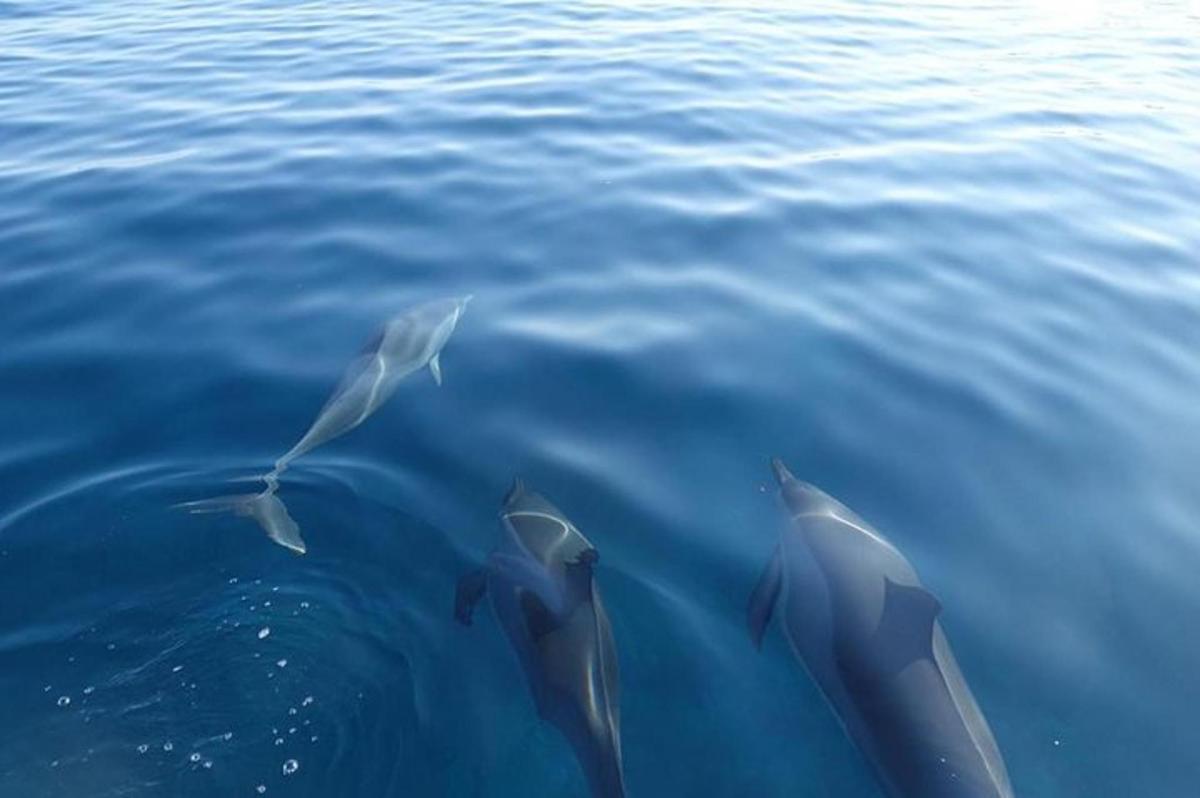 un gruppo di delfini che nuotano nell'acqua