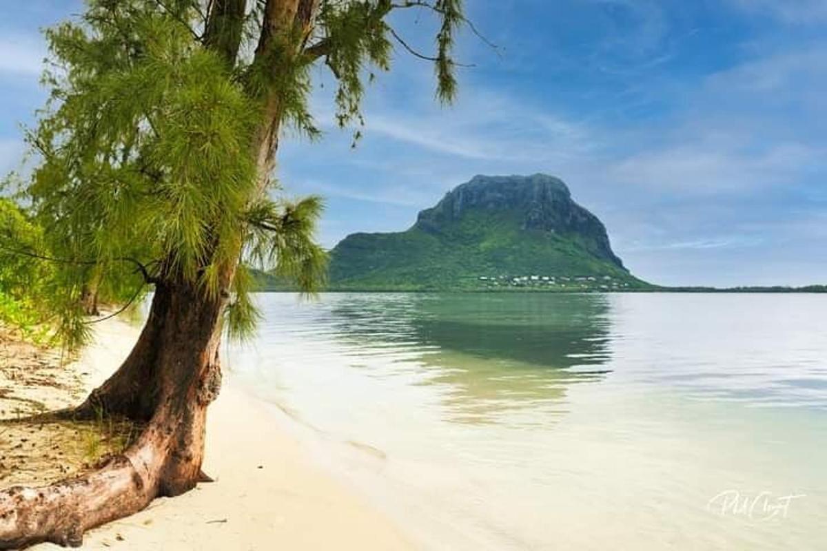 un albero su una spiaggia con una montagna sullo sfondo