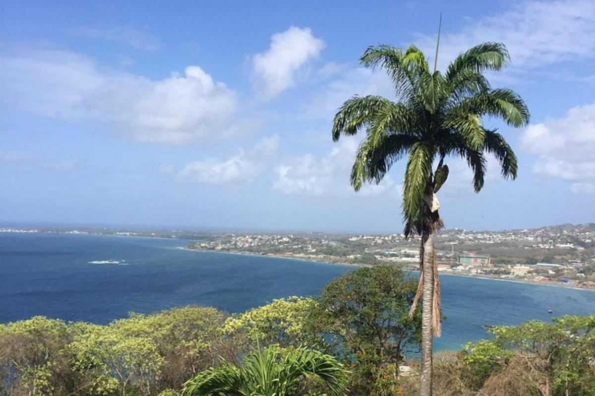 a palm tree in front of a body of water