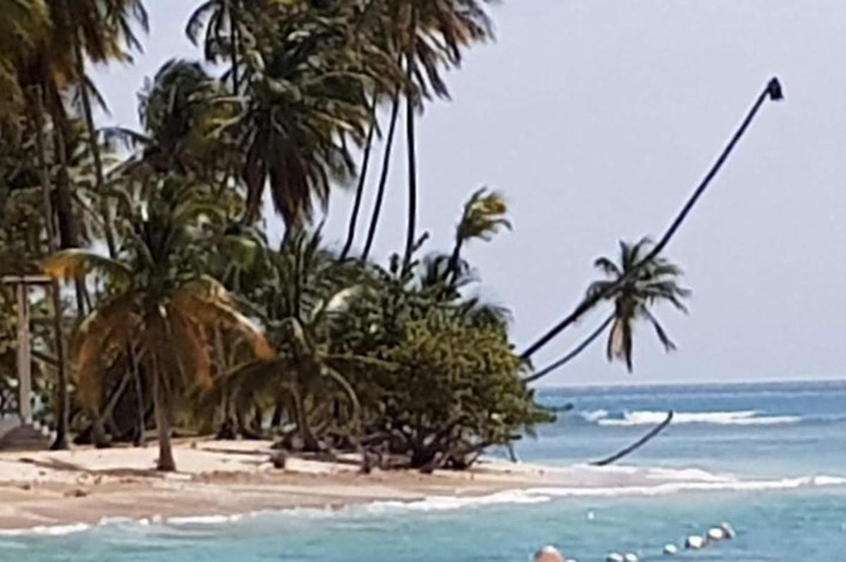 a beach with palm trees and the ocean