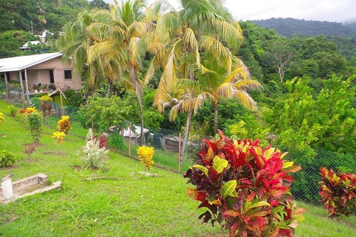 a garden with palm trees and flowers in a yard