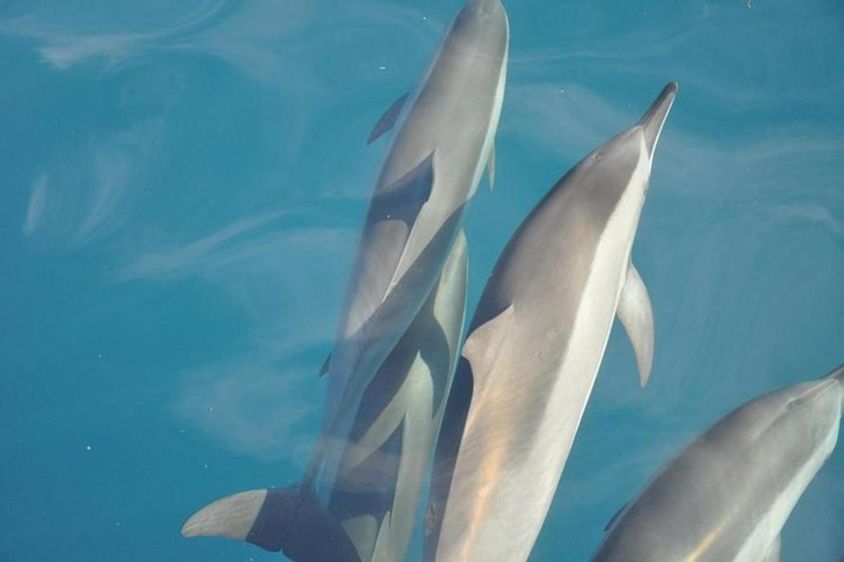 Un grupo de tiburones blancos nadando en el agua