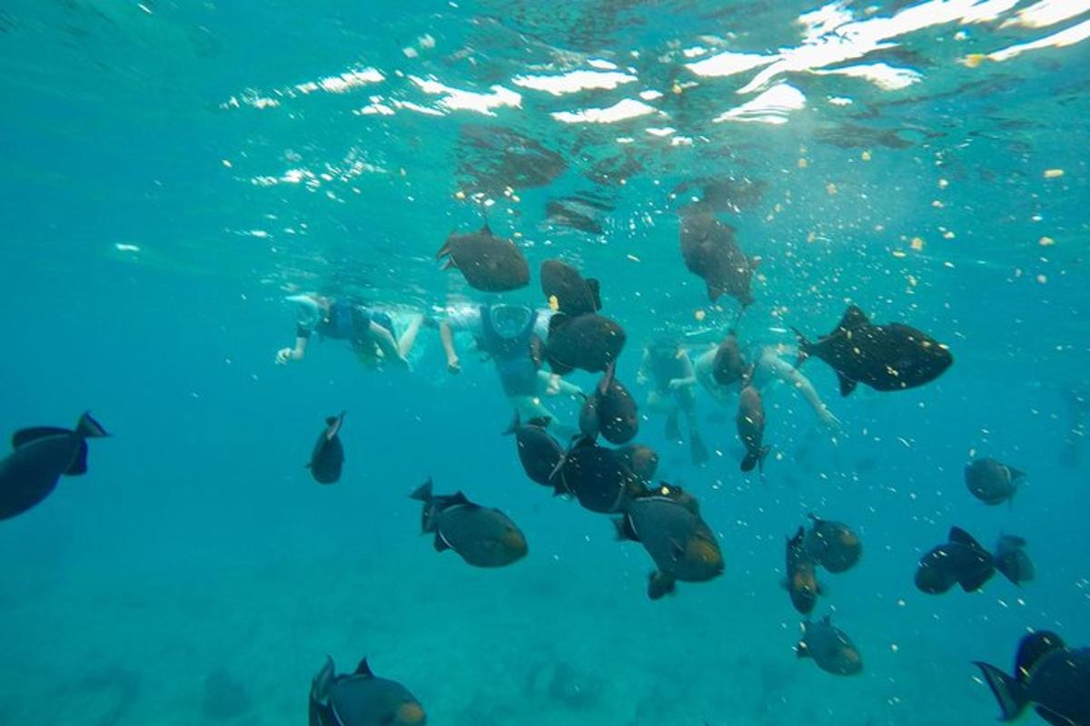 a group of fish swimming in the water