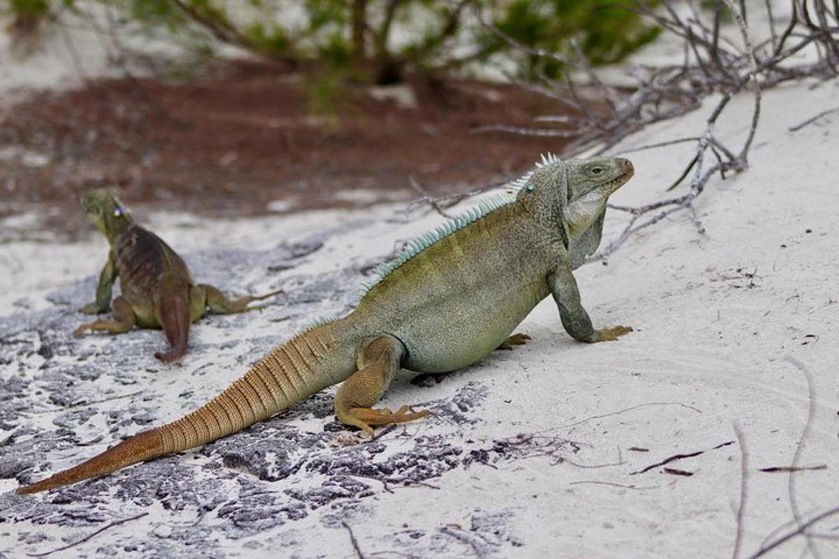 two iguana sitting on a rock in the sand