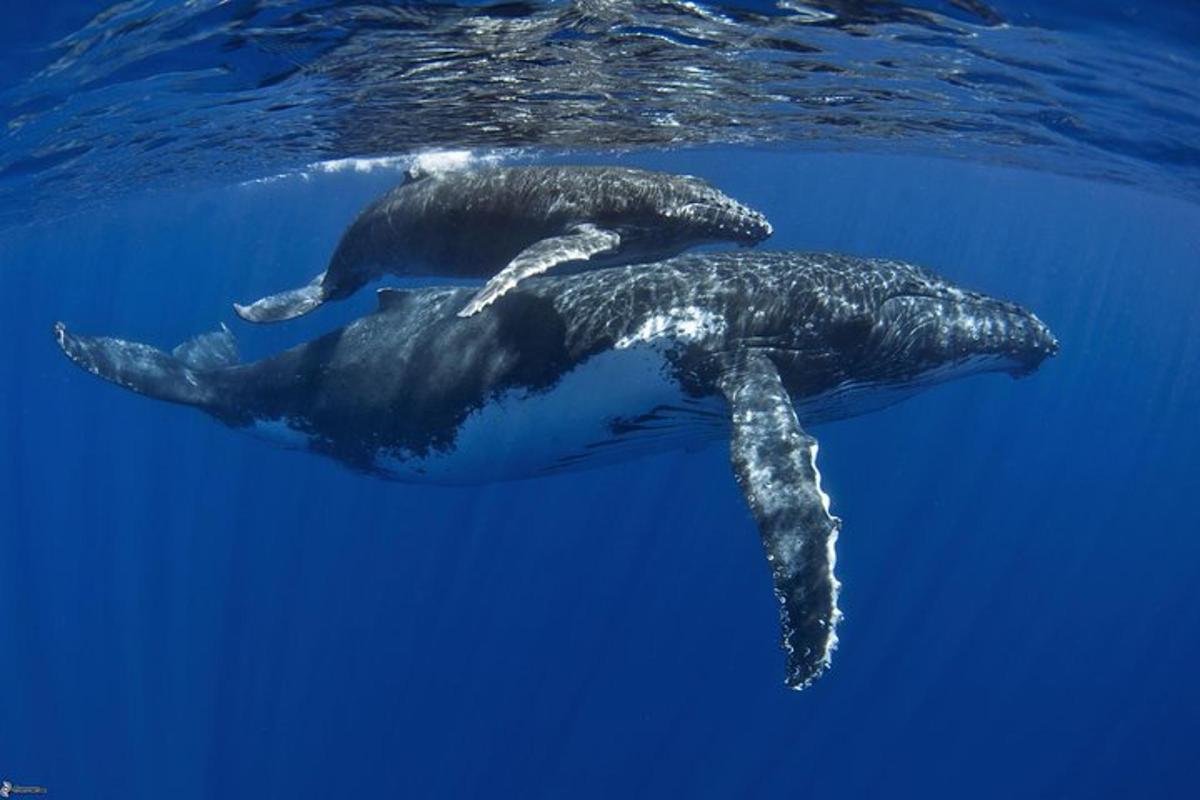 two whales swimming in the water in the ocean