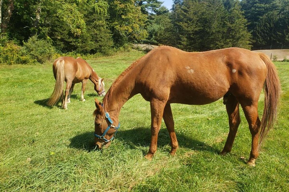 dos caballos pastando en un campo de hierba