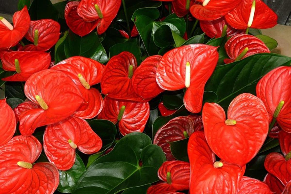 um buquê de flores vermelhas com folhas verdes