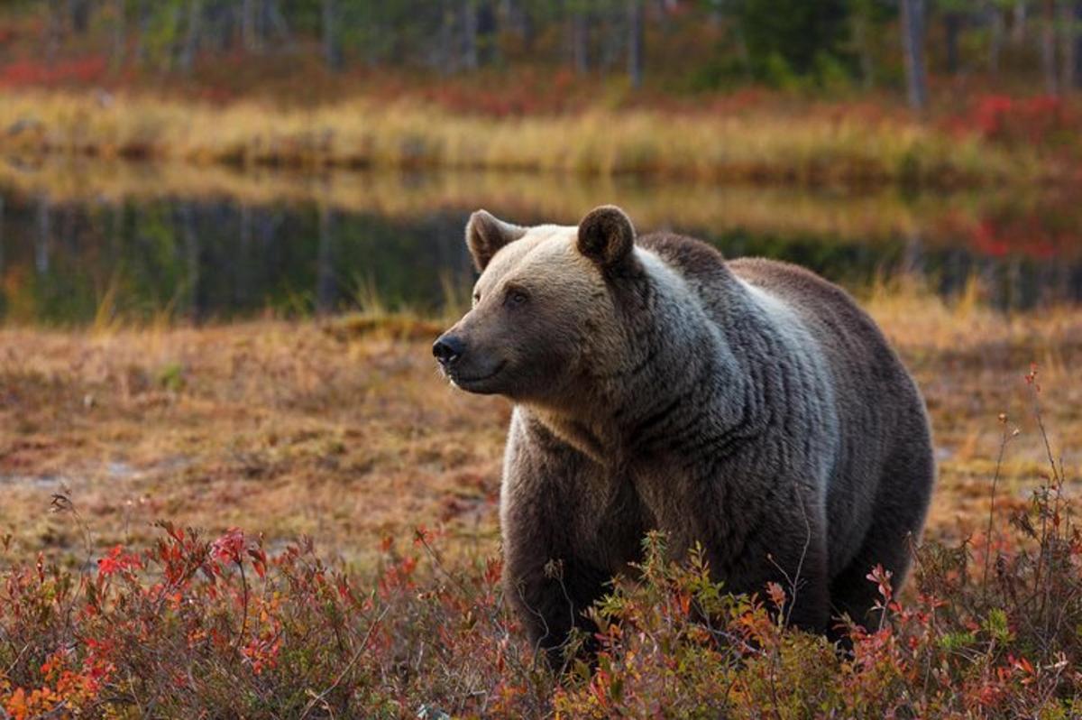 a large brown bear walking in a field