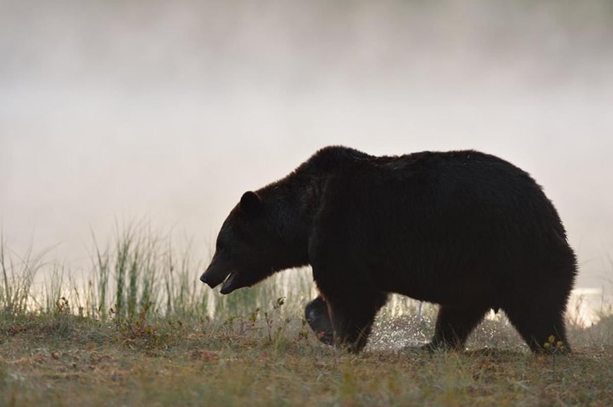 a large black bear walking in a field