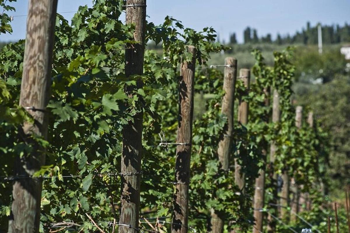 a row of grape vines in a vineyard