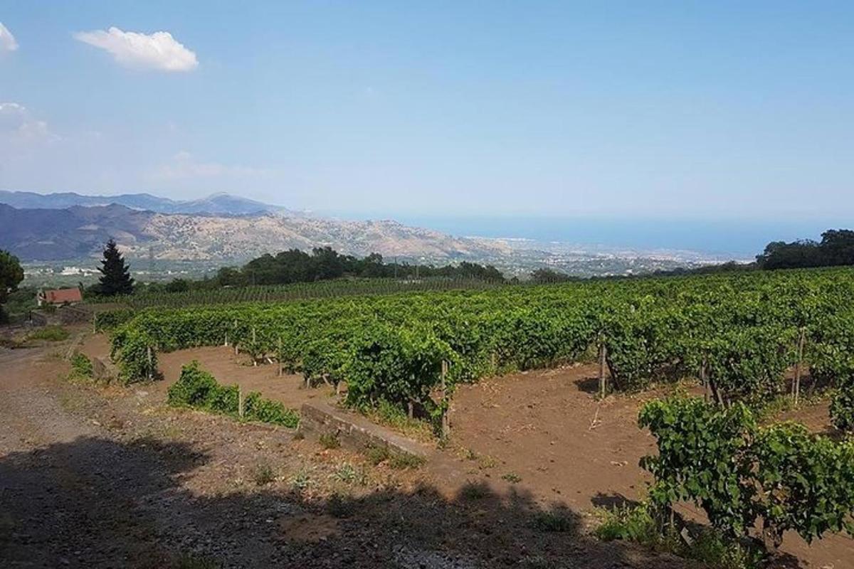 um vinhedo com fileiras de uvas verdes em uma colina