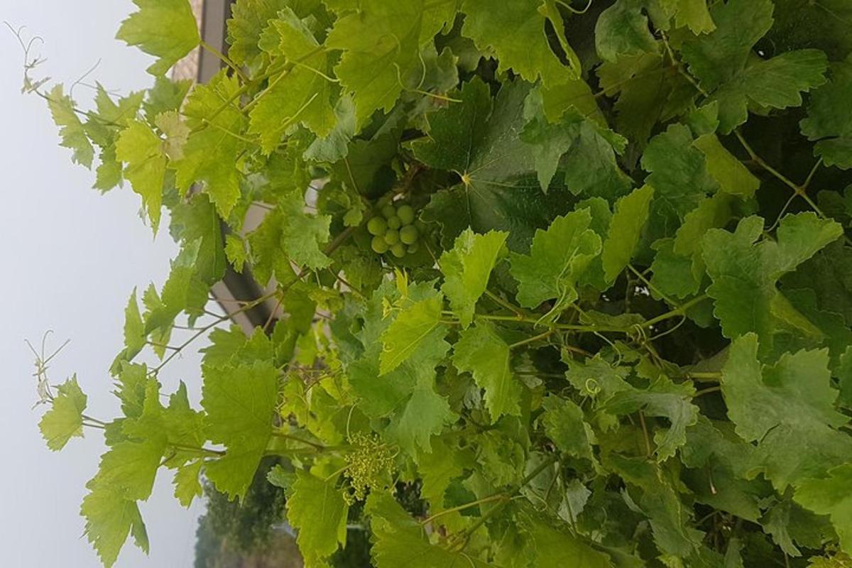 puu küljes rippuv hunnik rohelisi viinamarju