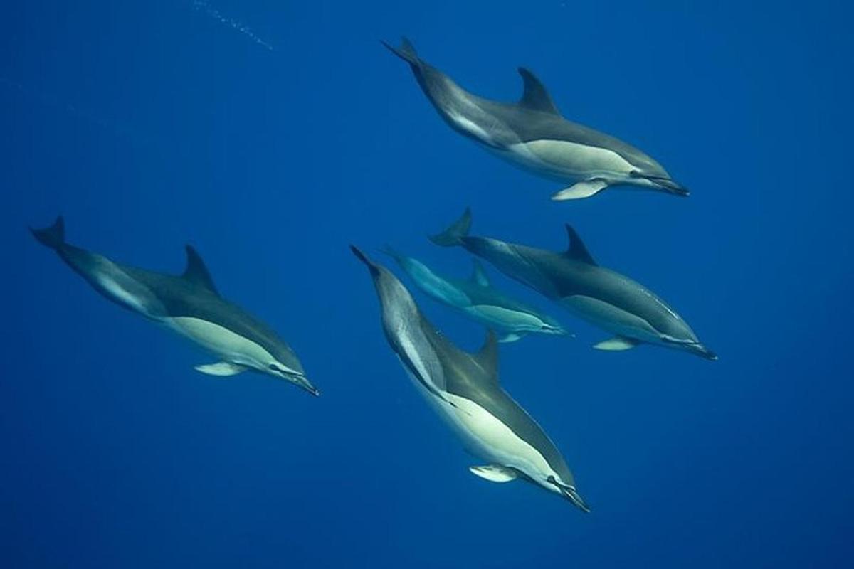 un gruppo di delfini che nuotano nell'oceano