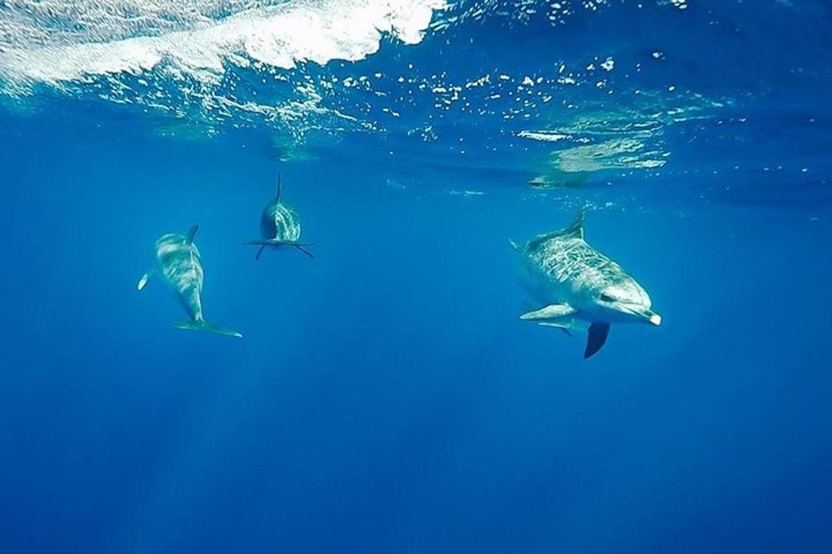 un gruppo di delfini che nuotano nell'oceano