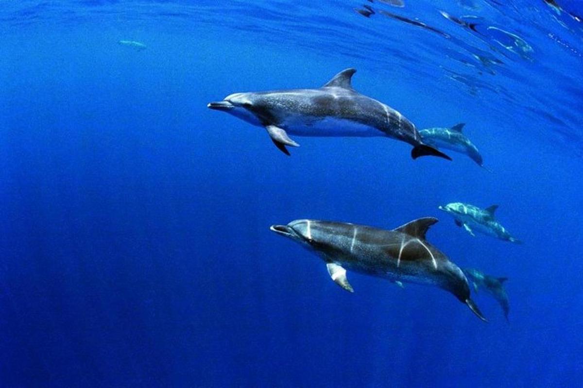 un gruppo di delfini che nuotano nell'acqua blu