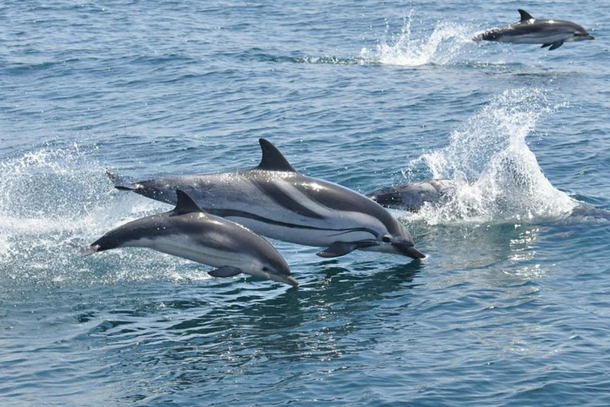 a group of dolphins jumping in the water