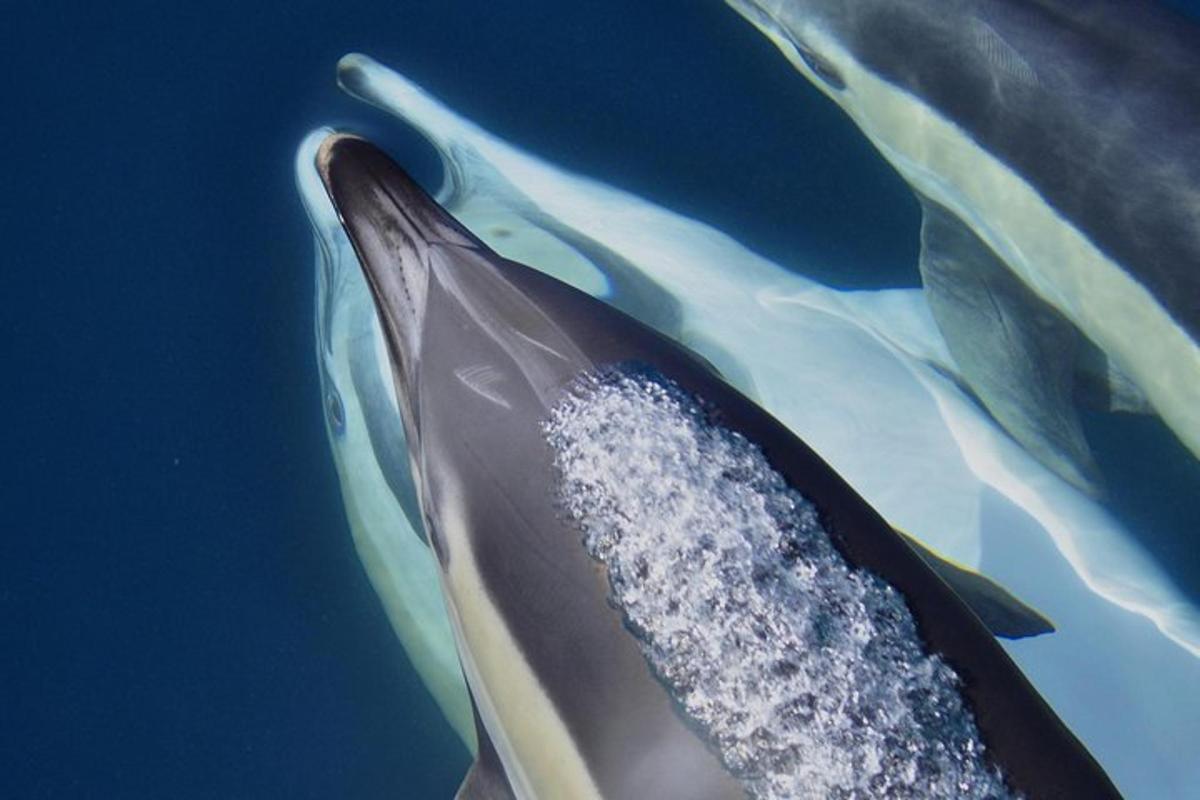 a dolphin swimming in the water next to leaves
