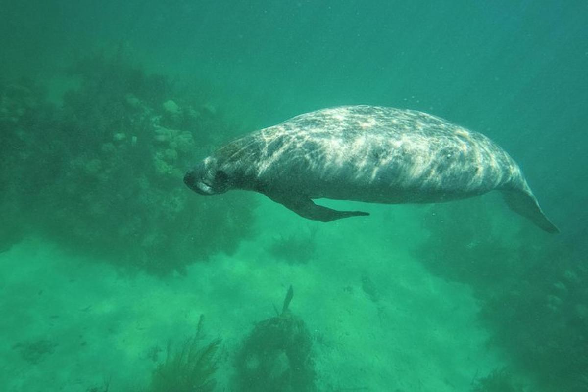 a sea turtle swimming in the water