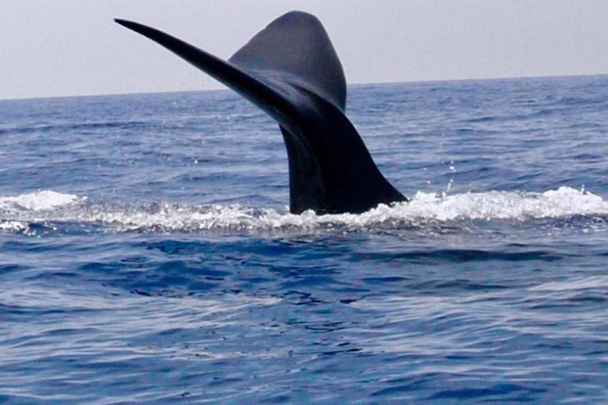 isang dolphin sa tubig na nakalabas ang buntot