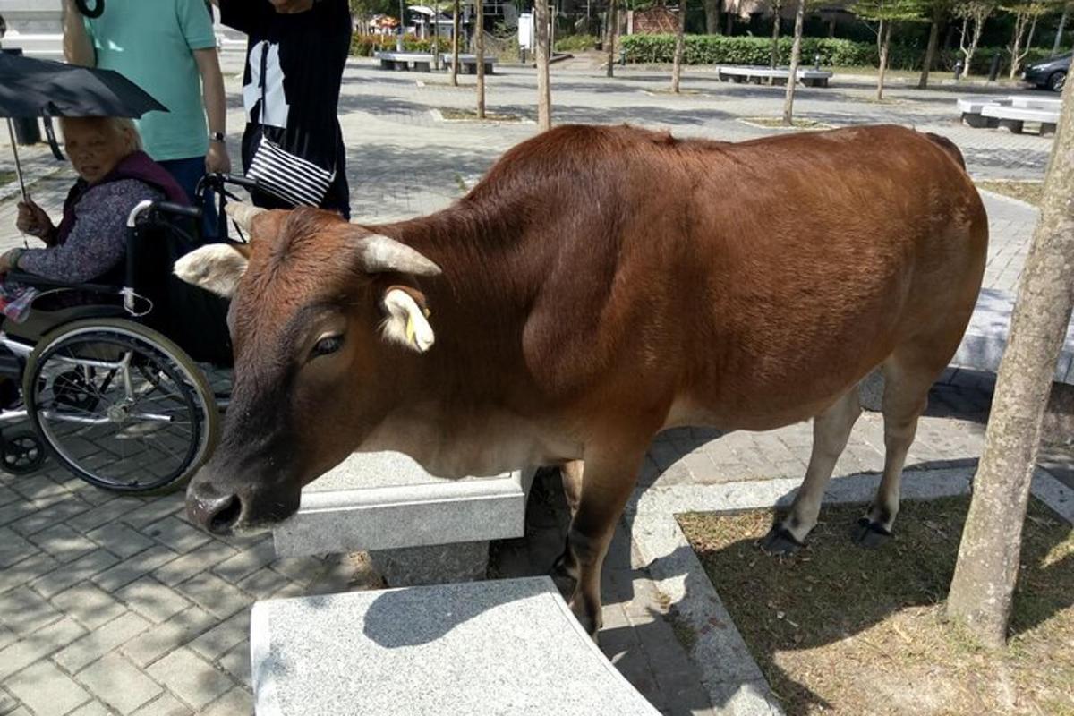 una vaca marró al costat d'una persona en cadira de rodes