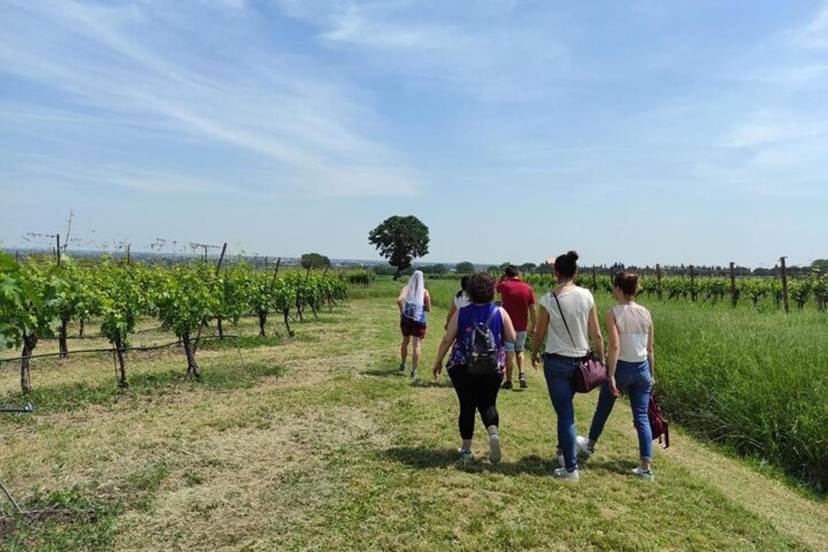 un grup de persones passejant per una vinya
