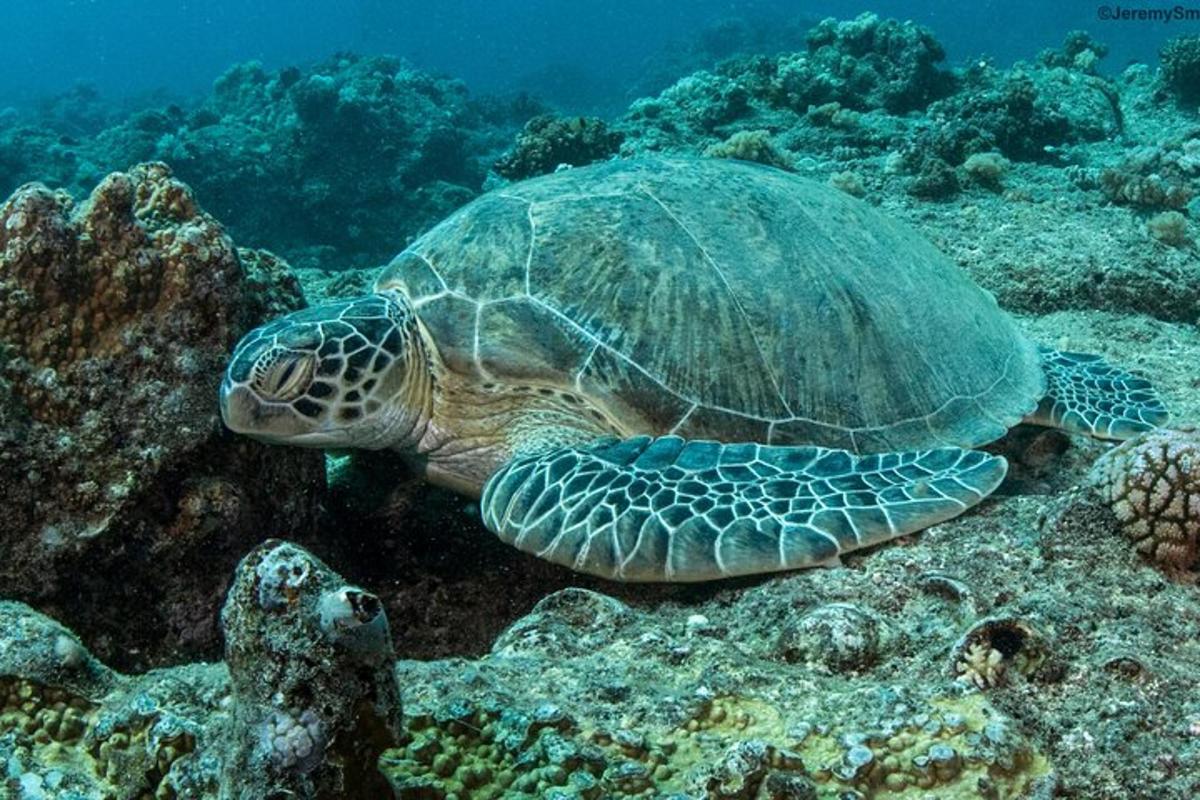 一只绿海龟在海里游泳