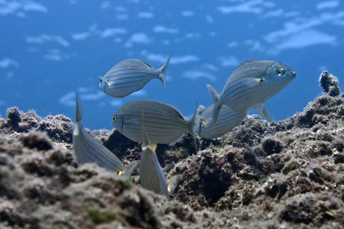 eine Gruppe von Fischen, die im Ozean schwimmen