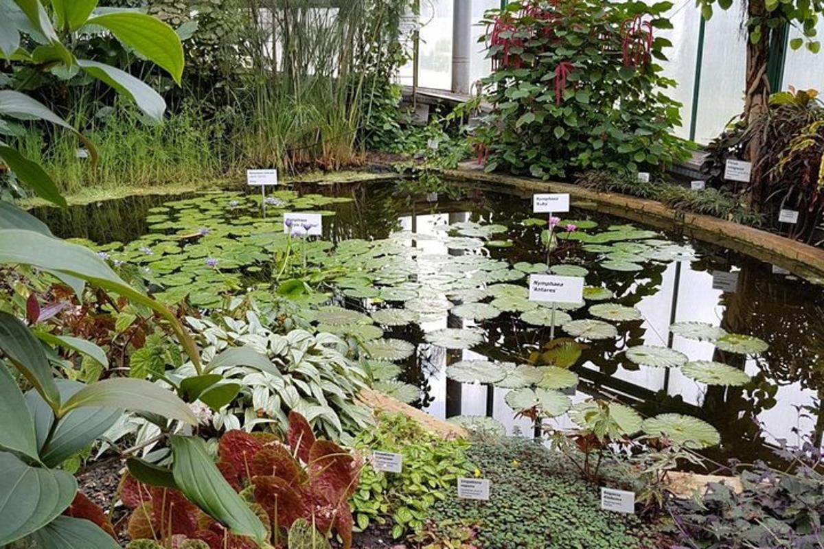 ein Garten mit Seerosen in einem Teich