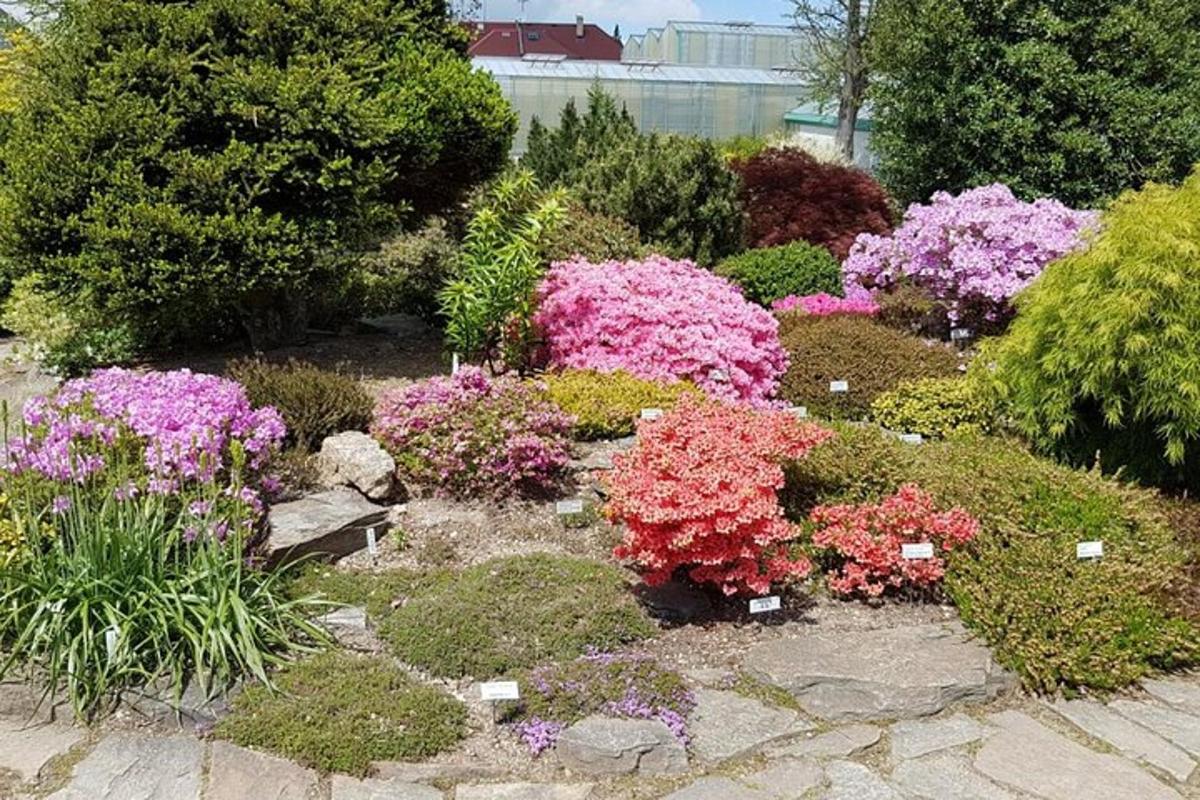 ein Garten mit rosa und lila Blumen und Büschen