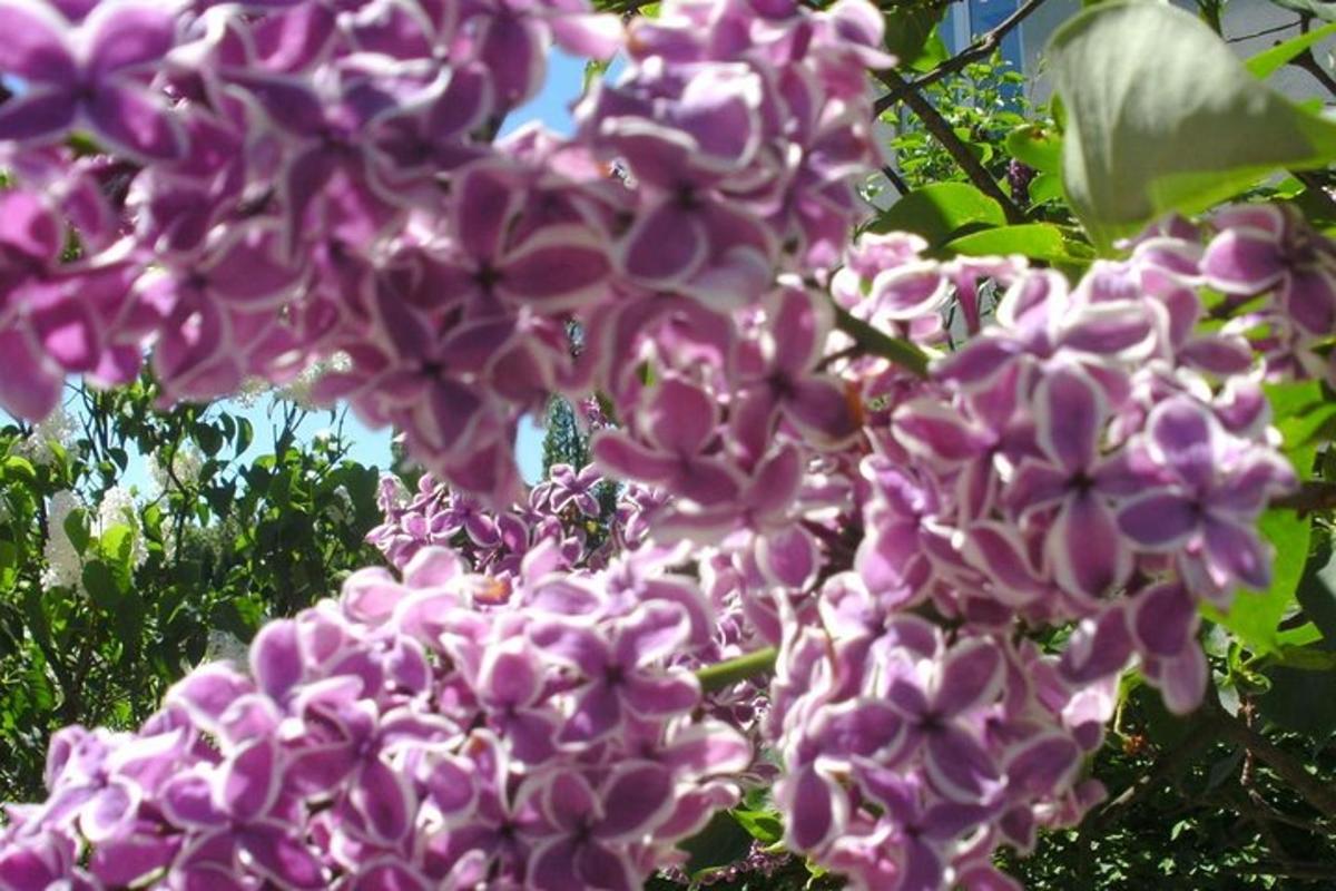 ein Strauß lila Blumen auf einem Baum
