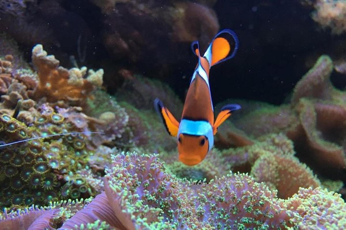 ein Clownfisch steht auf dem Korallenriff