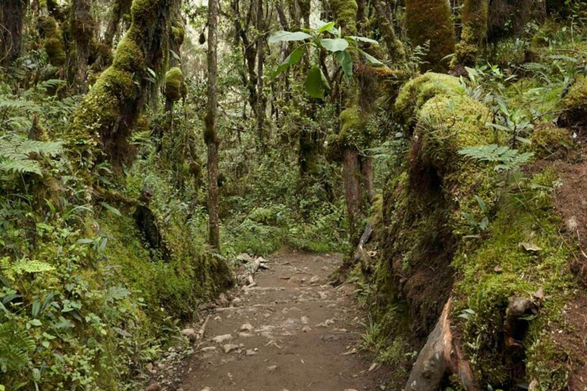 un sentiero sterrato in mezzo a una foresta